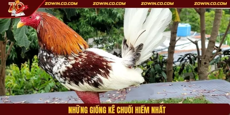 Những giống kê chuối hiếm nhất