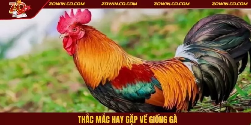 Thắc mắc hay gặp về giống gà