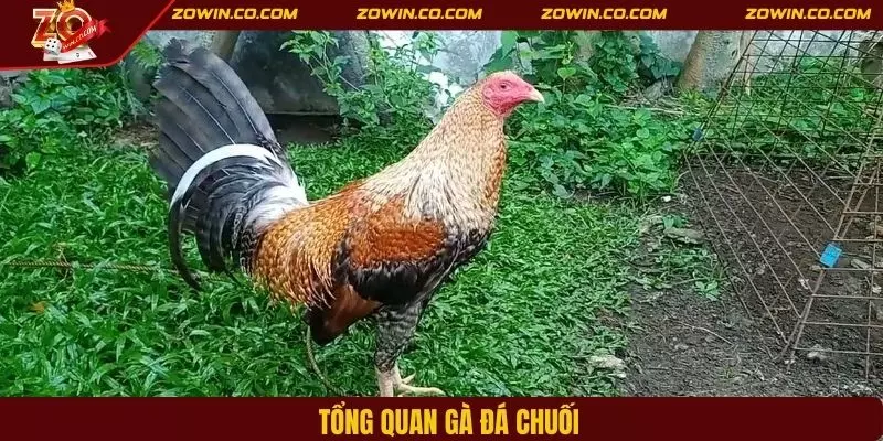 Tổng quan gà đá chuối