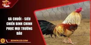 Gà Chuối - Siêu Chiến Binh Chinh Phục Mọi Trường Đấu