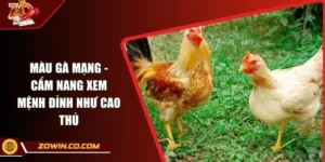 Màu Gà Mạng - Cẩm Nang Xem Mệnh Đỉnh Như Cao Thủ